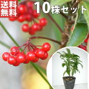 【送料無料】【10本セット】 マンリョウ 樹高0.2m前後 12cmポット 万両 赤実 まんりょう 苗木 植木 苗 庭木 生け垣 中木・低木