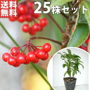 【送料無料】【25本セット】 マンリョウ 樹高0.2m前後 12cmポット 万両 赤実 まんりょう 苗木 植木 苗 庭木 生け垣 中木・低木