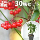 【送料無料】【30本セット】 マンリョウ 樹高0.2m前後 12cmポット 万両 赤実 まんりょう 苗木 植木 苗 庭木 生け垣 中木・低木