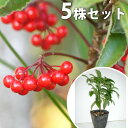 【5本セット】 マンリョウ 樹高0.2m前後 12cmポット 万両 赤実 まんりょう 苗木 植木 苗 庭木 生け垣 中木・低木