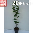 ■送料無料■【20本セット】 ヤブツバキ 樹高0.5m前後 ...