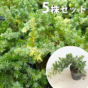 【5ポットセット】 ブルーパシフィック 10.5cmポット ...