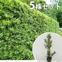 【5本セット】 ラカンマキ 樹高0.2m前後 10.5cmポット 生垣 らかんまき マキ まき 苗木 植木 苗 庭木 生け垣 目隠し・生垣