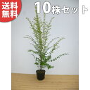 ■送料無料■【10本セット】 プリペット 樹高1.0m前後 ...