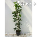 ■送料無料■【5本セット】 キンモクセイ・シキザキ 樹高0....