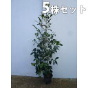 【送料無料】【5本セット】 サカキ 樹高0.8m前後 15cmポット (さかき ホンサカキ 榊 本榊) 常緑樹 苗木 植木 苗 庭木 生け垣 目隠し・生垣