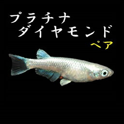 プレミアムメダカ プラチナダイヤモンド ペア メダカ 生体 めだか 血統 目高 medaka 変わり 高級 メダカ 種類 繁殖 産卵 飼育 綺麗 新種 フィン 淡水魚 観賞魚 ダイヤ だいや プラチナ