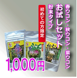 初めてのウコン粉末お試しセット（春・秋・紫） 【ひとセットのお届けなら封書便150円】ウコンを始めたい方におすすめ！春ウコン・秋ウコン・紫ウコンの中から自分に合ったウコンを見つけてください