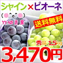 山形県産 ブドウ ピオーネ&シャインマスカット 1.5kg(秀品/2房?3房)【山形産/ぶどう/ブドウ/葡萄/高級/ギフト/贈り物/夏ギフト/果物/フルーツ/人気/売れ筋/ランキング/産地直送/送料無料/山形県/お取り寄せ】