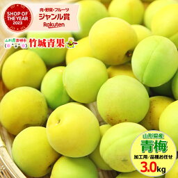 【7月上旬から順次出荷予定】山形県産 <strong>青梅</strong> 3kg【 山形産 <strong>青梅</strong> 黄梅 生梅 梅 うめ ウメ 梅酒 梅干し 梅ジュース 梅シロップ 梅ジャム 白加賀梅 節田梅 豊後梅 南高梅 産地直送 送料無料 山形県 お取り寄せ 人気 旬 わけあり 訳あり 加工用 手作り 】