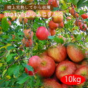 《訳あり》山形のふじりんご10kg(玉数おまかせ)