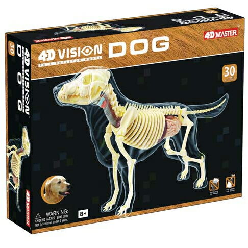 4D立体パズル動物解剖フルスケルトンモデル　犬　Dog