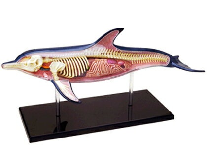4D立体パズル動物解剖モデル　イルカ　Dolphin...:uminekoya:10000348