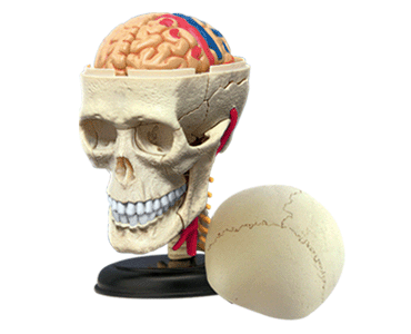 人体解剖模型　頭蓋骨解剖モデル Cranial Nerve Skull