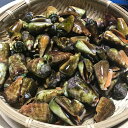 天然チャンバラ貝【活】2kg