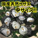 国産天然活きサザエ【中】5kg(45~55個)直送 壺焼き 浜焼き バーベキュー 贈答 刺し身 貝 タウリン