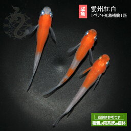 雲州紅白 メダカ めだか 1ペア 成魚 紅白 ペット 観賞魚 生体 品種改良メダカ メダカ販売 アクアリウム 販売 飼育 淡水魚 淡水 高級 ペア めだか生体 改良メダカ 改良 メダカ成魚 綺麗 <strong>高級メダカ</strong> ラメメダカ 観賞用 めだか生体販売 メダカペア メダカ販売店