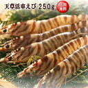 VR    VԂ250g@@Mtg@VY@F{@ԊCV@ԃGr@Ԃс@̂Ή@蕨@@یY