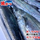 刺身用さわら半身送料無料鰆、サワラ