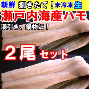 【送料無料】瀬戸内海産ハモ2尾セット