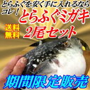 ふぐみがき(身欠き)1キロアップ、イキ〆とらふぐ2尾セットお...