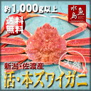 【送料無料】活ズワイガニ姿 新潟・佐渡産「活 本ズワイガニ」...