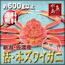 【送料無料】活ズワイガニ姿 新潟・佐渡産「活 本ズワイガニ」季節限定(生 本ずわい蟹)大600g以上