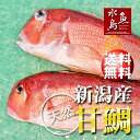【送料無料】新潟産 天然 甘鯛 アマダイ(グジ)1,500g以上・2尾(生冷凍)