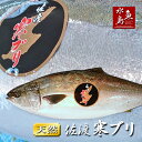 【送料無料】天然 寒ブリ「佐渡 寒ぶり」超特大12kg以上13kg未満 一尾丸もの