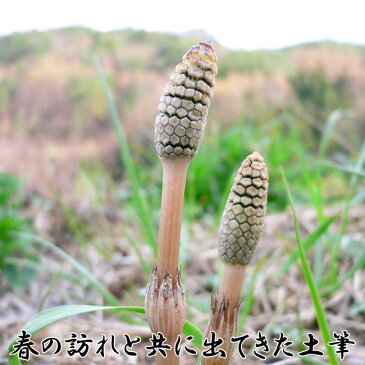 つくし （ 土筆 ） 水煮 100g 自然の春の恵み　[春野菜/山菜/土筆水煮/つくし水煮]