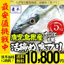 【期間限定9800円!】ぶり ブリ 鰤 寒ブリ 1尾 約5k...