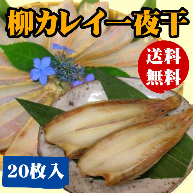 【送料無料】柳鰈（カレイ）一夜干（20尾）【smtb-TK】送料無料！リピータが多い大変人気のある商品です