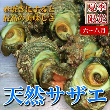 【新潟県産】天然サザエ（8個セット）—　磯の香あふれる海の幸　—