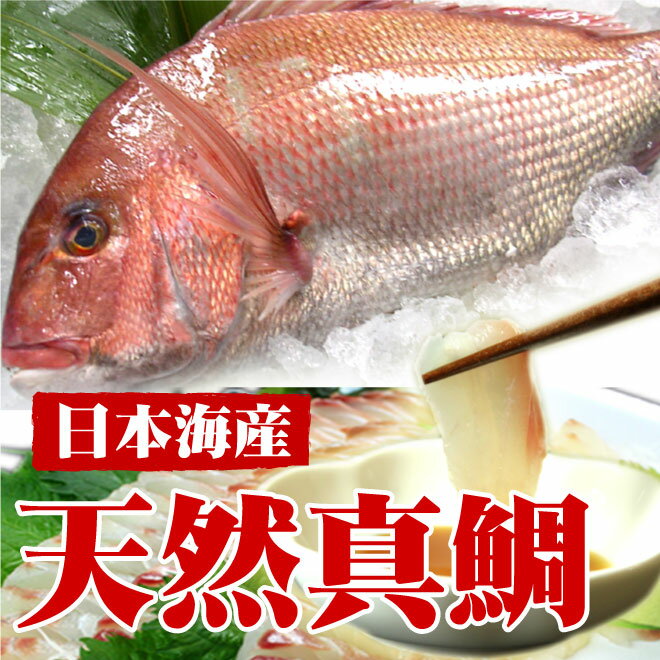 【日本海産】天然真鯛