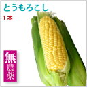 とうもろこし 国産 無農薬栽培 1本...