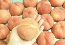信州　中野産　小桃　ちぃさな可愛い桃　たっぷり5Kg　25玉入　可愛い可愛い、ちぃさな桃です。25玉入りです。3口ぐらいでパクパク食べれます。