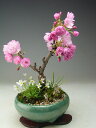 桜盆栽　旭山桜の寄せ植え【送料無料】【smtb-k】【w3】大人気商品。小さな人形も付いてきます。