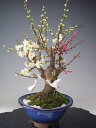 梅盆栽 花芽付き!紅白梅 2021早春開花予定 【沖縄・離島発送不可】