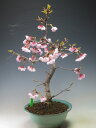 【アウトレット】盆栽 花芽付き!桜 寒桜の盆栽 今開花中です(3/6)【沖縄・離島発送不可】