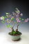 盆栽 花芽付き!姫ライラックの鉢植え盆栽(二本立ち)2019春開花予定