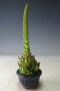 山野草 ツメレンゲの鉢植え(ミニ)
