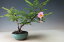 盆栽 箱根サンショウバラの鉢植えミニ盆栽 今年の開花は終わっております。
