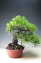 盆栽 松 実生35年生 黒松【現品】【送料・代引き手数料無料】