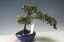 花芽付き!深山キリシマツツジ(満月)の鉢植え盆栽 【現品】 2018春開花予定
