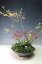 早春の山野草 雪柳を使った山野草の寄せ植え 今年の開花は終わっております。