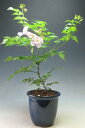 ノウゼンカズラ盆栽仕立て(薄ピンク花)の鉢植え【北海道・沖縄・離島発送不可】