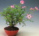 盆栽 バラ 雅バラの鉢植え【現品】 2023初夏開花予定