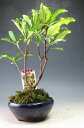 【アウトレット)盆栽 斑入り赤花沈丁花(ジンチョウゲ)(信濃錦)の鉢植え 開花は終わっております。【沖縄・離島発送不可】