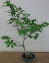 ナツツバキ(薄ピンク)の盆栽【現品】北海道・沖縄・離島発送不可】2023初夏開花予定