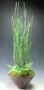 トクサの鉢植え【現品】